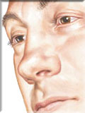 Head and Neck: Surface Anatomy