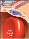 Blood Brain Barrier