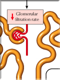 Response to Volume Contraction