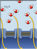 Membrane Transport