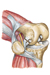 Knee Joint