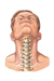 Neck