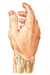 Wrist