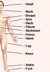 Anterior Body Regions