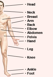body regions image