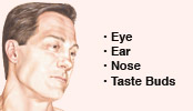 body regions image