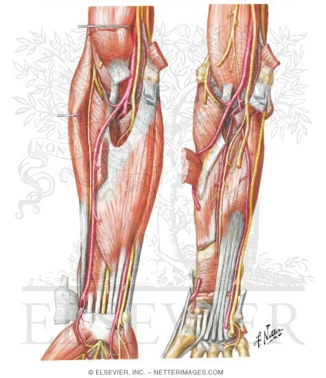 Deep muscles of forearm deals