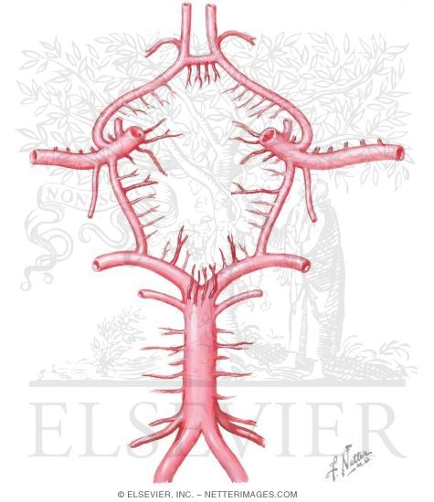 Critical Perforating Branches of Circle of Willis
Cerebral Arterial Circle (Willis)