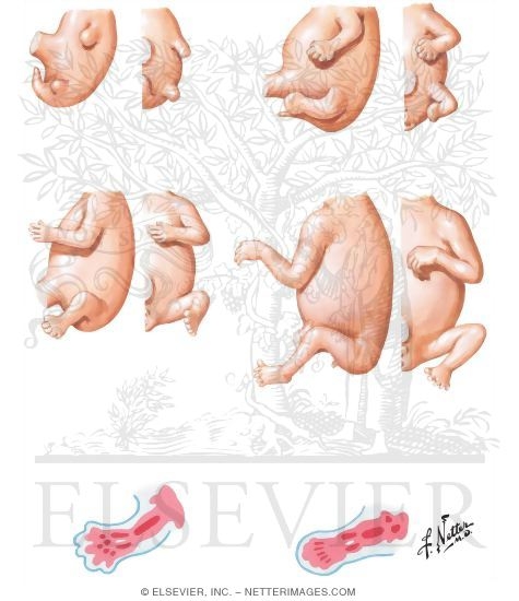 Watermarked preview of unlabeled image: Changes in Position of Limbs Before Birth - Precartilage Mesenchymal Cell Concentrations of Appendicular Skeleton at 6th Week