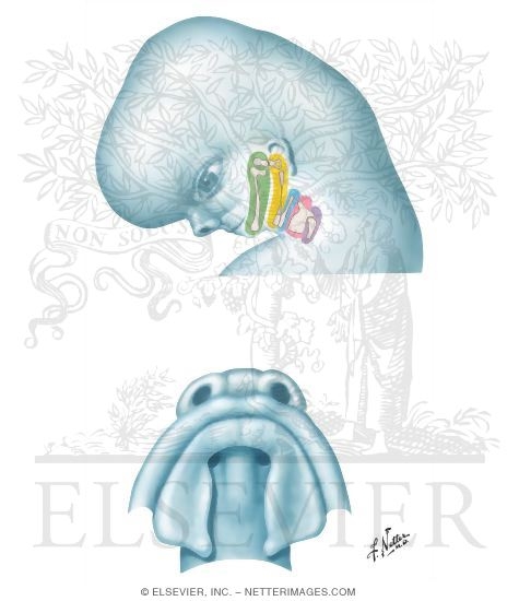 Watermarked preview of unlabeled image: Pharyngeal Arch Cartilages