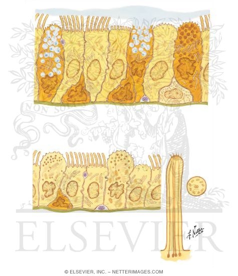 Watermarked preview of unlabeled image: Ultrastructure of Tracheal, Bronchial, and Bronchiolar Epithelium