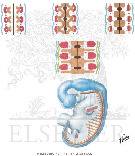 Progressive Stages in Formation of Vertebral Column, Dermatomes, and Myotomes