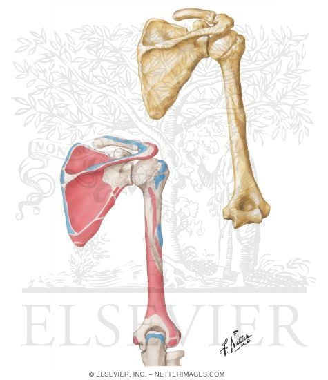 Humerus and Scapula: Posterior Views