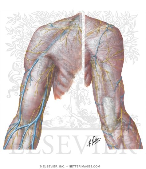 Cutaneous Nerves and Superficial Veins of Shoulder and Arm