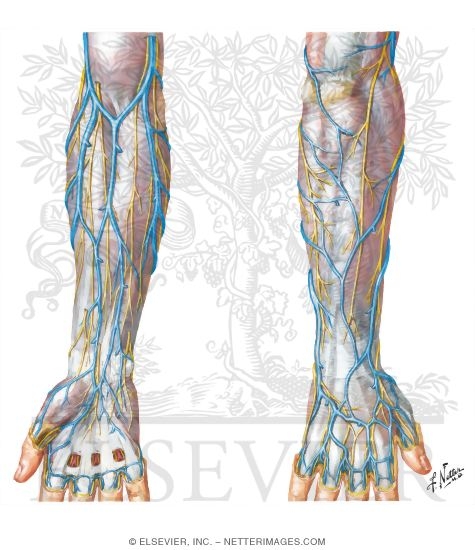 Cutaneous Nerves of Forearm