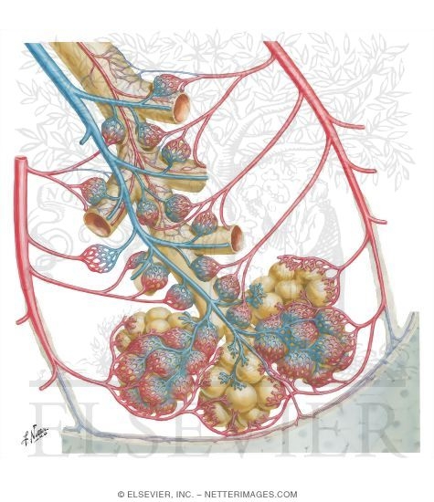 Intrapulmonary Blood Circulation: Schema