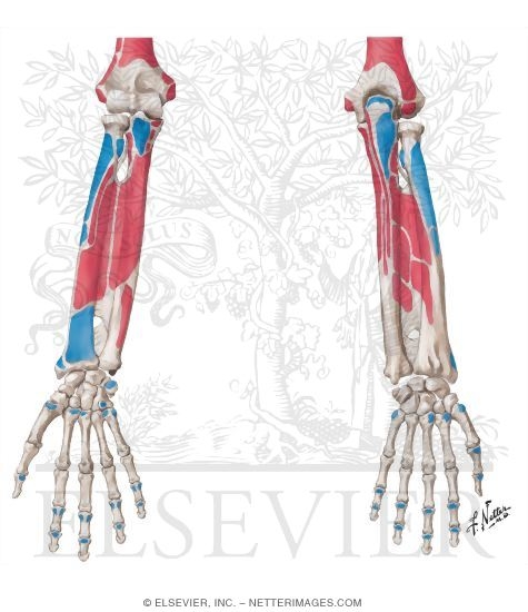 Bony Attachments of Muscles of Forearm