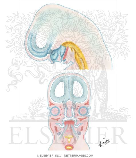 Watermarked preview of unlabeled image: Embryo at 7 to 8 Weeks