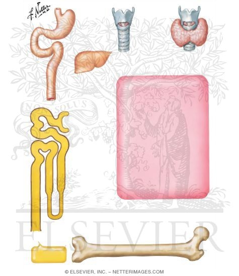 Watermarked preview of unlabeled image: Pathophysiology of Hypoparathyroidism