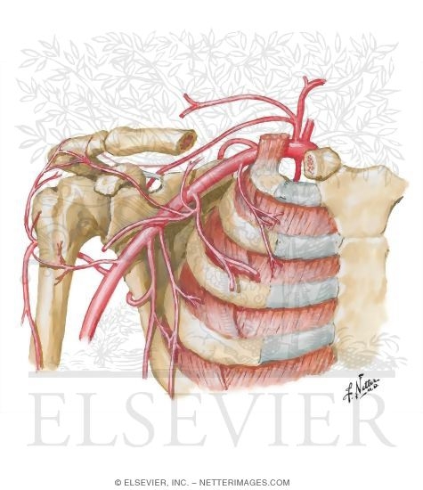 Axillary Artery and Anastomoses Around Scapula