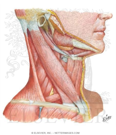 Muscles of Neck: Lateral View