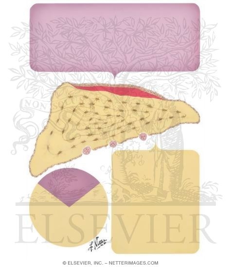 Watermarked preview of unlabeled image: Bone Cells and Bone Deposition