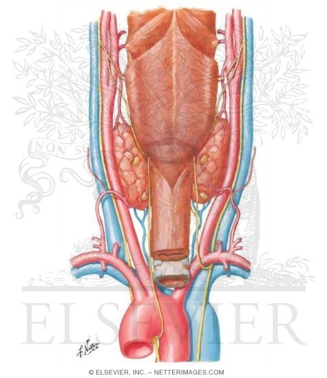 Thyroid Gland and Pharynx: Posterior View