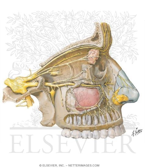 Opthalmic (V1) and Maxillary (V2) Nerves