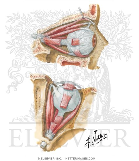 Extrinsic Eye Muscles