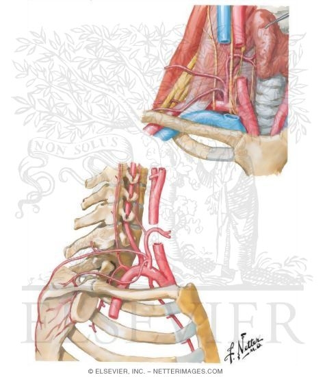 Subclavian Artery