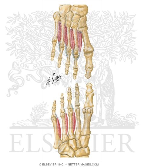 Interosseous Muscles of Foot
Muscles: Fourth Plantar Layer