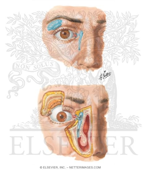 Lacrimal Apparatus