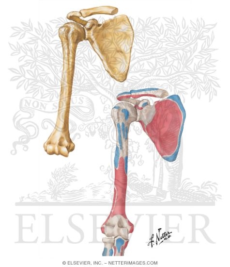 Scapula and Humerus: Anterior View
