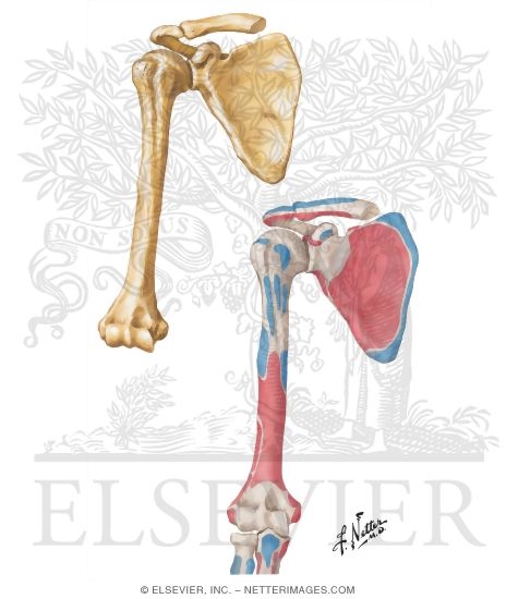 Humerus and Scapula: Anterior Views