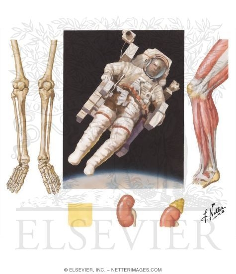 Watermarked preview of unlabeled image: Musculoskeletal Effects of Weightlessness (Spaceflight)