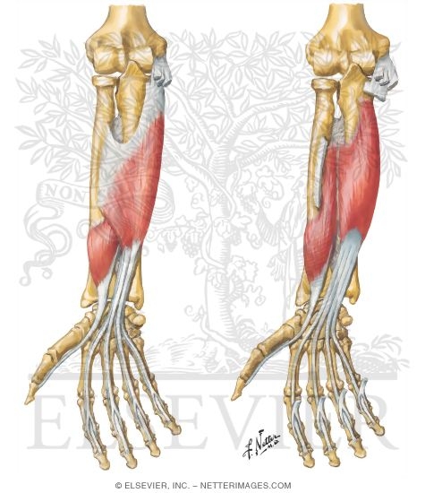 Individual Muscles of Forearm: Flexors of Digits