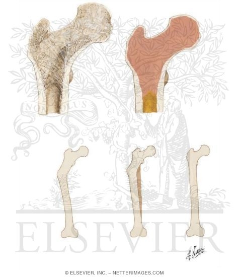 Watermarked preview of unlabeled image: Bone Architecture in Relation to Physical Stress