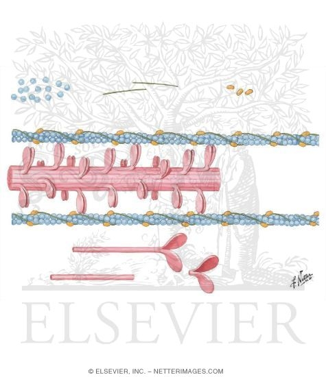 Composition and Structure of Myofilaments