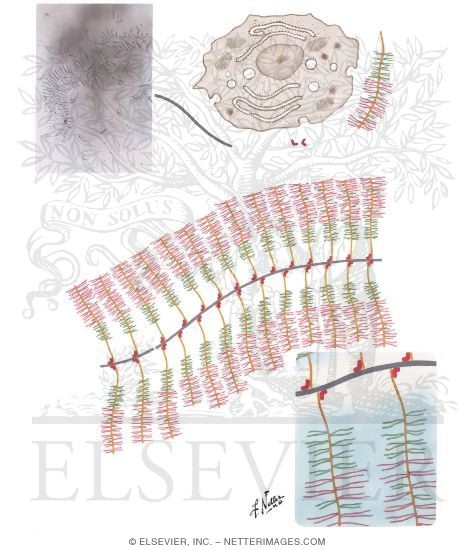 Formation and Composition of Proteoglycan