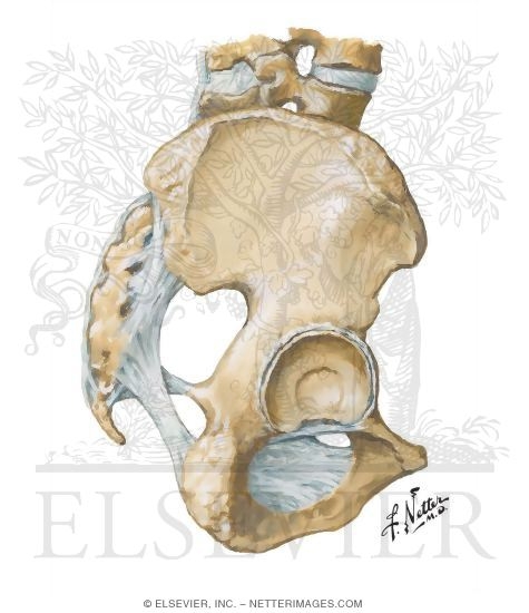 Bones and Ligaments of Pelvis