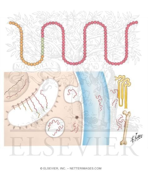 Watermarked preview of unlabeled image: Synthesis, Secretion, and Function of Parathyroid Hormone (PTH)