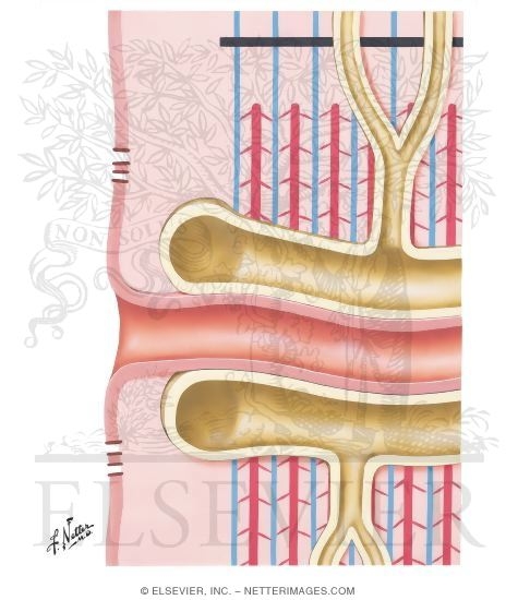 Initiation of Muscle Contraction by Electric Impulse and Calcium Movement