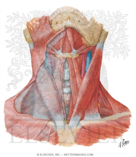 Muscles of Neck: Anterior View