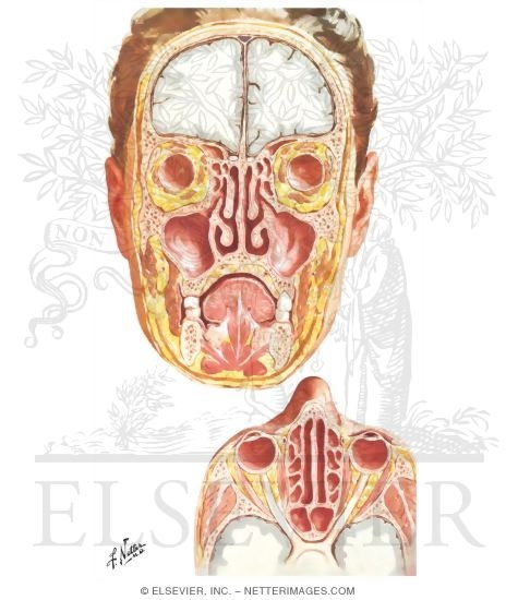 Paranasal Sinuses
Nasal Allergy