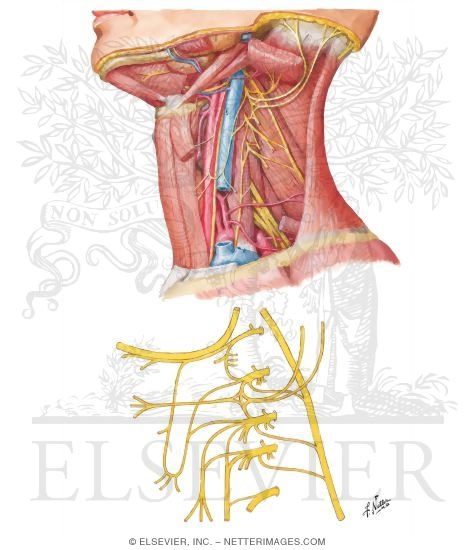 Cervical Plexus In Situ
Nerves of the Upper Extremity: Cervical Plexus