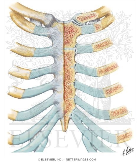 Ribs and Sternocostal Joints