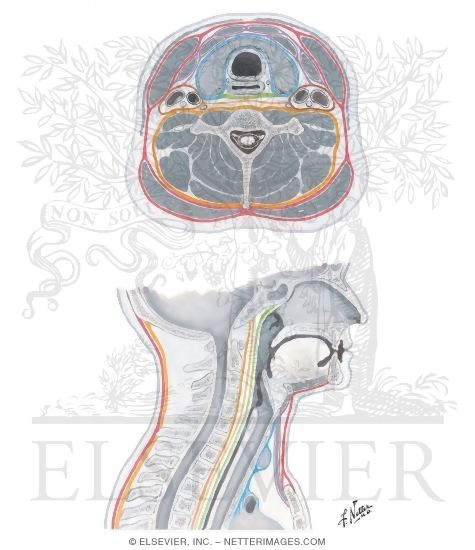 Fascial Layers of Neck