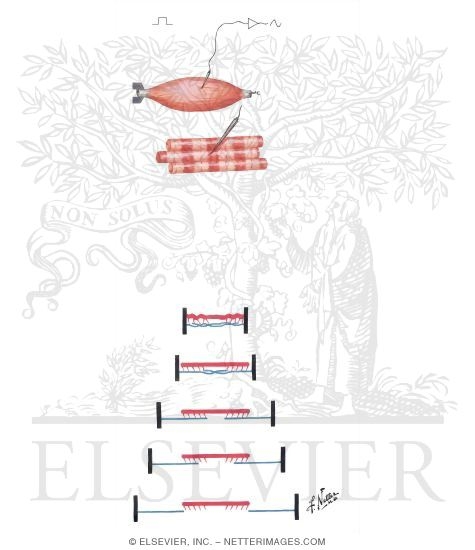 Watermarked preview of unlabeled image: Muscle Response to Nerve Stimuli