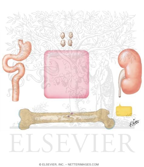 Watermarked preview of unlabeled image: Nutritional Calcium Deficiency