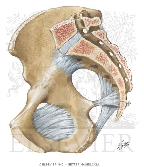 Bones and Ligaments of Pelvis